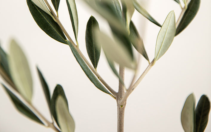 Weitere Nahrungsergänzungen Weitere Nahrungsergänzungen